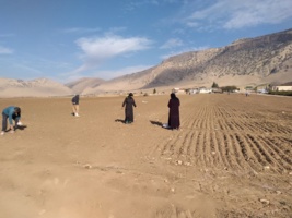 افزایش ۱۰ تا ۹۰ درصدی عملکرد گندم دیم با اجرای خشکه‌کاری