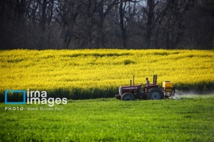 توسعه کشت کلزا؛ راهبردی کلان برای خودکفایی