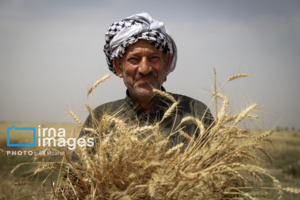 ارتقای تاب‌آوری گندم‌کاران خرده مالک؛ ‌گامی به سوی پایداری تولید