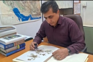 با تلاش محققان صورت گرفت: نجات گیاه گاوزبان خوزستانی از انقراض