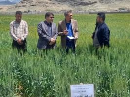 ارزیابی ارقام دیم سازگار با اقلیم خوزستان در سایت دیم ایذه با حضور رئیس مرکز تحقیقات و آموزش کشاورزی و منابع طبیعی خوزستان