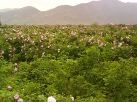 شناسایی 40 ژنوتیپ گل‌محمدی در ایران/ ژنوتیپ‌های گل‌محمدی باید شناسنامه‌دار شوند