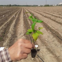 ارزیابی تلاقی‌های جدید گوجه‌فرنگی در موسسه تحقیقات اصلاح و تهیه نهال و بذر برای شناسائی ارقام هیبرید برتر