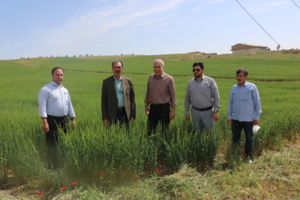 بکارگیری دانش فنی ، پایداری تولید در شرایط تغییر اقلیم
