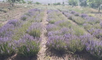 ایجاد کلکسیون گیاهان دارویی در راستای اصلاح الگوی کشت در شرکت کشت و صنعت شهمیرزاد توسط مرکز