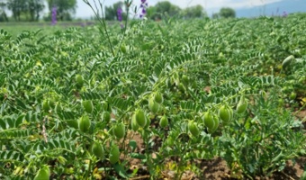 توسعه کشت پاییزه نخود در سرعین؛ راهبردی برای افزایش پایداری تولید در دیم‌زارهای اردبیل
