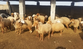 برگزاری کارگاه انتقال یافته‌های تحقیقاتی مدیریت تولیدمثل در دام سبک در شهرستان دشتی