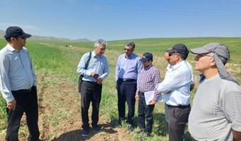 بررسی کیفیت رقم «هشترود» در ایستگاه تحقیقاتی تیکمه‌داش