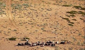 فقط ۸ درصد از مراتع خوب خراسان شمالی باقی مانده است