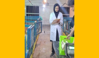 جایگزین‌های بومی کنجاله سویا گامی در مسیر کاهش وابستگی و پایداری صنعت طیور