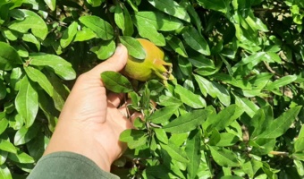 استان کرمان- شهرستان ارزوئیه- هم‌افزایی کارشناسان و باغداران برای حفاظت از محصول استراتژیک انار