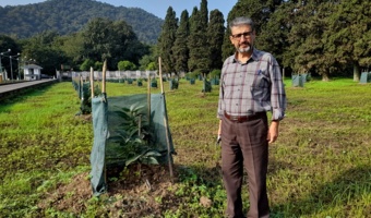 بررسی مهمترین دلایل ریزش میوه آووکادو و ارائه راهکارهای علمی و کاربردی