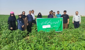 پایش مزارع الگویی شبانکاره توسط محققان مرکز تحقیقات بوشهر