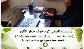 تشریح راهکارهای مدیریت تلفیقی کرم خوشه‌خوار انگور در وبینار آموزشی شبکه آموزش کشاورزی کردستان