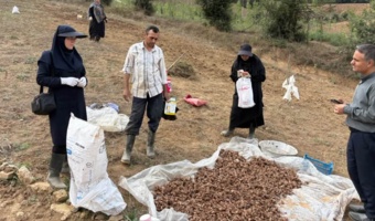 مگس بنه زعفران؛ تهدیدی نوظهور که محققان گلستان در حال پایش آن هستند