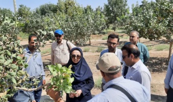 بازدید تیم تخصصی پژوهشکده پسته کشور از باغات پسته ساوه برای بررسی عارضه سوختگی برگ‌ها
