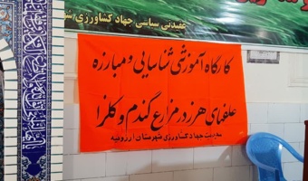 مدیریت علف‌های هرز؛ گامی مؤثر برای افزایش بهره‌وری مزارع گندم ارزوئیه