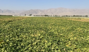 لرستان، کانون تبادل دانش کشاورزی؛ برگزاری رویداد ملی انتقال یافته‌های نوین تحقیقاتی در بروجرد و ازنا