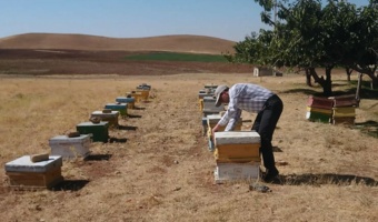 ارزیابی میدانی طرح‌های پژوهشی زنبورعسل در ایستگاه تحقیقات سارال