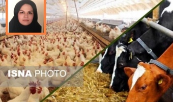 مصاحبه عضو هیات علمی موسسه با خبرگزاری ایسنا/ راهکار افزایش تاب‌آوری تولید دام و طیور در برابر تغییرات اقلیمی