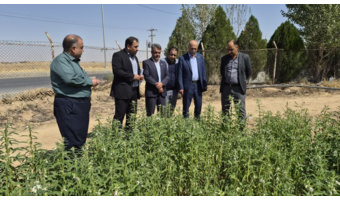 بازدید رئیس سازمان جهاد کشاورزی استان مرکزی از مزرعه کنجد ایستگاه تحقیقات کشاورزی اراک