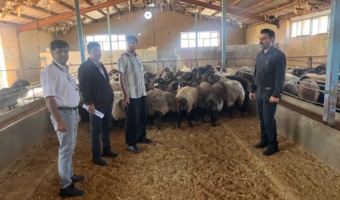 آغاز طرح ملی تولید و سنتز گوسفند پربازده کردی و آصف در خراسان شمالی