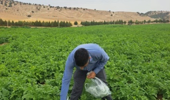 نمونه‌برداری برگ از مزارع تولید بذر سیب‌زمینی ایلام با هدف ارزیابی سلامت مزرعه