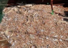 بررسی وضعیت ذخایر میگو در خوزستان