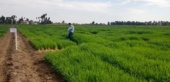 بهنژادی غلات؛ موتور محرک امنیت غذایی