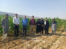 بازدید میدانی از مزارع ذرت شهرستان ارزوئیه