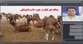 برگزاری سخنرانی علمی پدافند غیر عامل در حوزه دام و دامپزشکی