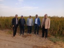 بازدید کمیته فنی نهال استان مرکزی از نهالستانهای شهرستان ساوه