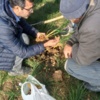 بازدید از مزارع زعفران منطقه کالپوش و بررسی میزان آلودگی به کنه