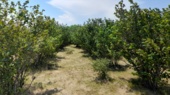مهارت‌افزایی ۷۰ نفر در استان اردبیل برای تحقق طرح یک میلیارد درخت