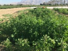 بررسی سازگاری و پایداری لاین‌های منتخب کینوا در ایستگاه تحقیقات کشاورزی برازجان