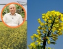 تقویت مزارع کلزای دیرکاشت برای جبران کاهش عملکرد