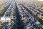 راهکارهای کلیدی برای کاهش خسارت سرمازدگی در خوزستان