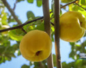 معرفی دو ژنوتیپ امیدبخش باغی