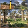آغاز مرحله نخست نقشه‌برداری و میخ‌کوبی برای ساماندهی و توسعه ذخایر ژنتیکی خرمای کشور در اهواز
