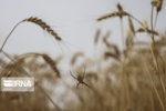 مدیریت آفات غلات؛ نیاز مبرم مزارع گندم و جو