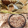 چهار لاین جدید گندم و کینوا در کمیته ملی معرفی رقم تایید و نامگذاری شد