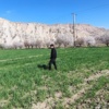 بازدید کارشناسان گیاه‌پزشکی مرکز تحقیقات کشاورزی لرستان از مزارع گندم و جو پلدختر و معمولان