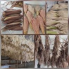 ذخیره سازی اصولی گرده جهت گرده افشانی درختان خرما کلکسیون خرمای ام التمیر