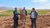 نظارت میدانی بر کیفیت بذر و نهال در خراسان شمالی