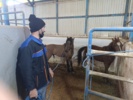 نگهبانان اسب کاسپین
