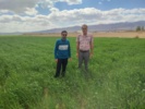 بازدید کارشناس مسئول واحد ثبت و گواهی بذر و نهال استان مرکزی از مزارع بذری گندم شرکت اتحادیه تعاونی روستایی شهرستان ساوه