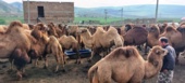 تحول در پرورش شتر دوکوهانه با جیره‌های نوین/ کاهش سن بلوغ و تغییر فصل زایش