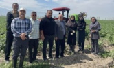 بازدید میدانی معاون پژوهشی مرکز تحقیقات کشاورزی گلستان، به اتفاق کارشناسان سازمان جهاد کشاورزی، از مزارع سیب‌زمینی شهرستان گرگان
