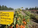 ایجاد کلکسیون ۲۱۸ گونه گیاهی اندمیک شمال غرب در استان اردبیل