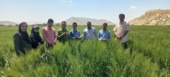 تأکید بر مخلوط‌کِشی به‌موقع در مزارع بذری ارزوئیه استان کرمان
